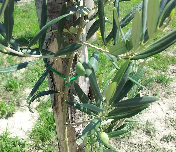 Vendégház Il Ciocco